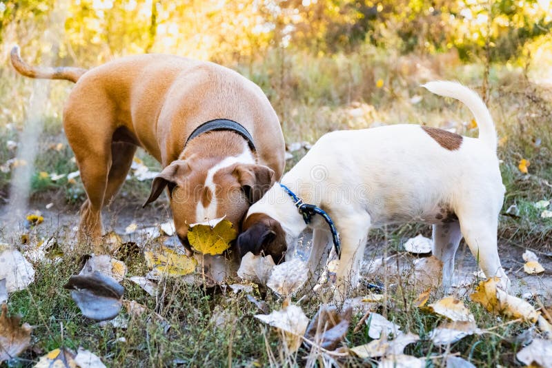 Zwei neugierige Hunde schnüffeln den Boden draußen Herangewachsener Terrier und stockfotografie Zwei neugierige Hunde schnüffeln den Boden draußen Herangewachsener Terrier und stockfotografie
