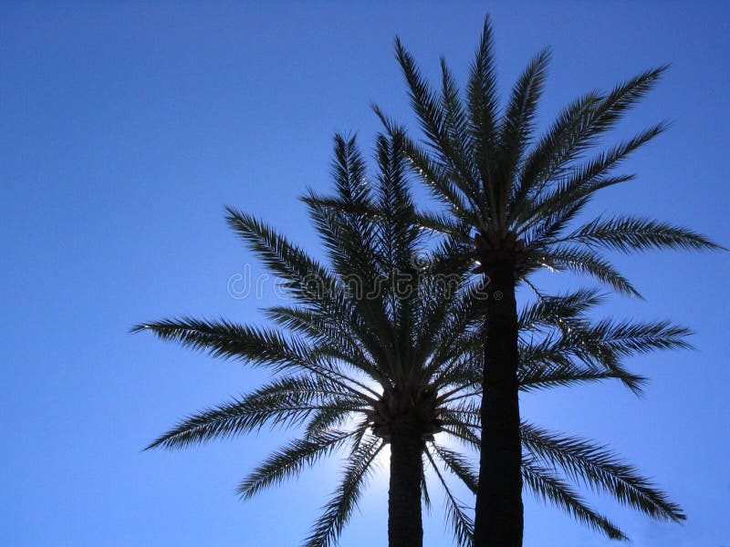 A picture with two palm-trees. A picture with two palm-trees