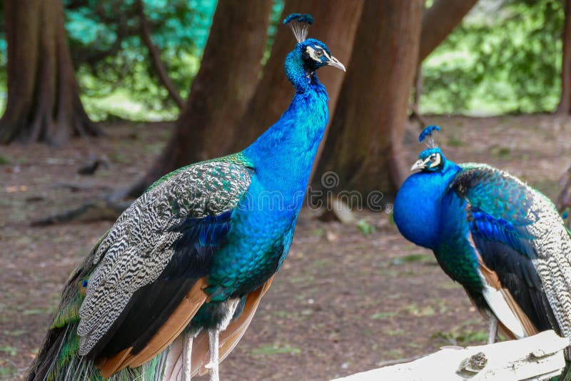 Two peacocks resting on a fence in a park in Victoria, Canada. Two peacocks resting on a fence in a park in Victoria, Canada