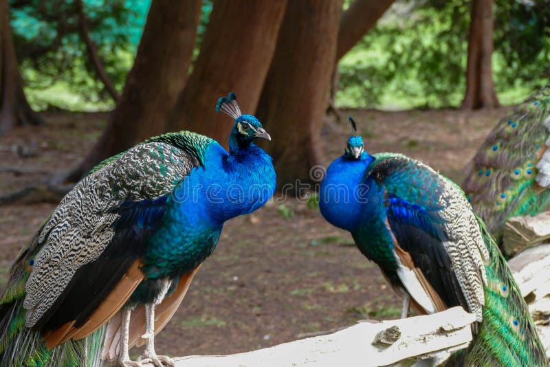 Two peacocks resting on a fence in a park in Victoria, Canada. Two peacocks resting on a fence in a park in Victoria, Canada