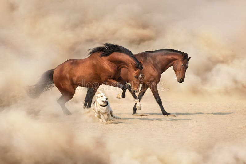 hund und pferd stockbild bild von morgen leuchte tiere