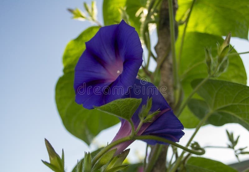 Zwei Purpur-Morgen Glory Flowers stockfotos Zwei Purpur-Morgen Glory Flowers stockfotos