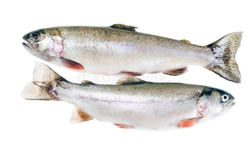 Zwei Regenbogenforelle getrennt stockbilder