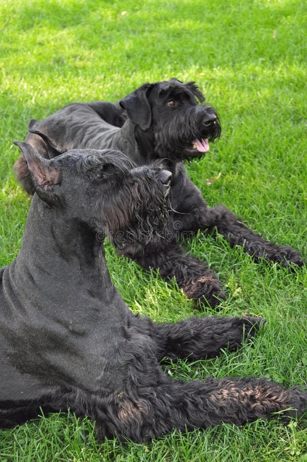 RiesenschnauzerHund, Der Kamera Betrachtet Stockbild Bild von