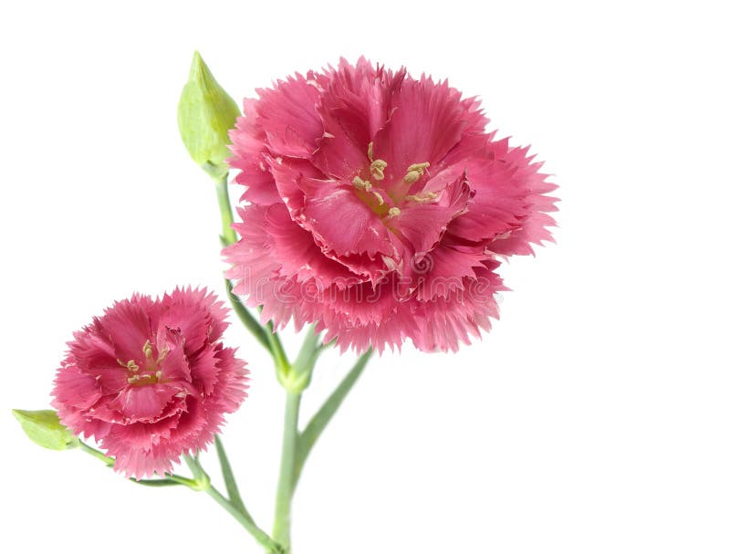 Zwei rosafarbene Gartennelkeblumen