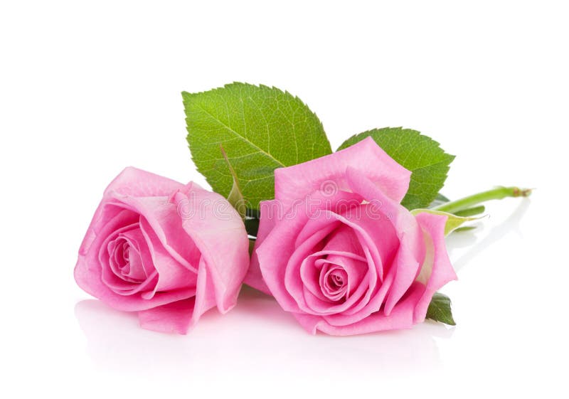 Zwei Rosarosenblumen lizenzfreies stockfoto