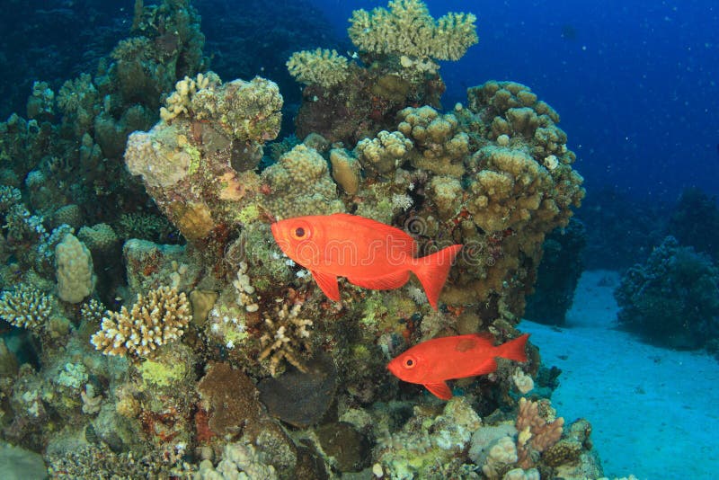 Zwei rote Fische auf Korallenriff mit Steinkorallen stockfotos Zwei rote Fische auf Korallenriff mit Steinkorallen stockfotos