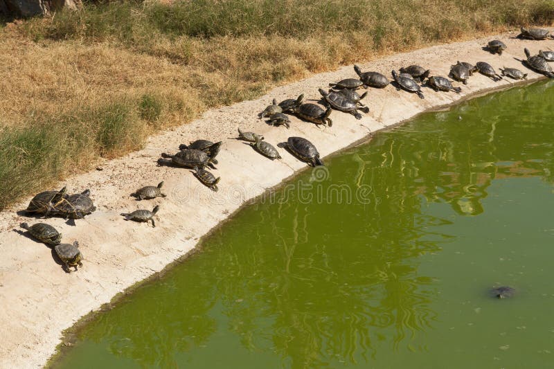Zwei Schildkröten, die Foto sonnen stockbild Zwei Schildkröten, die Foto sonnen stockbild