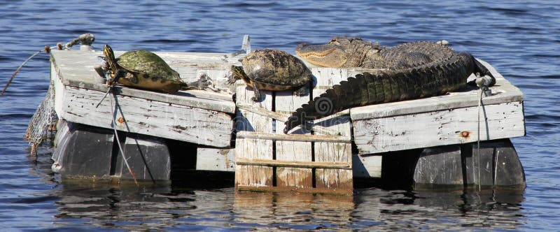 Zwei Schildkröten und ein Alligator auf einem Floss stockbilder Zwei Schildkröten und ein Alligator auf einem Floss stockbilder