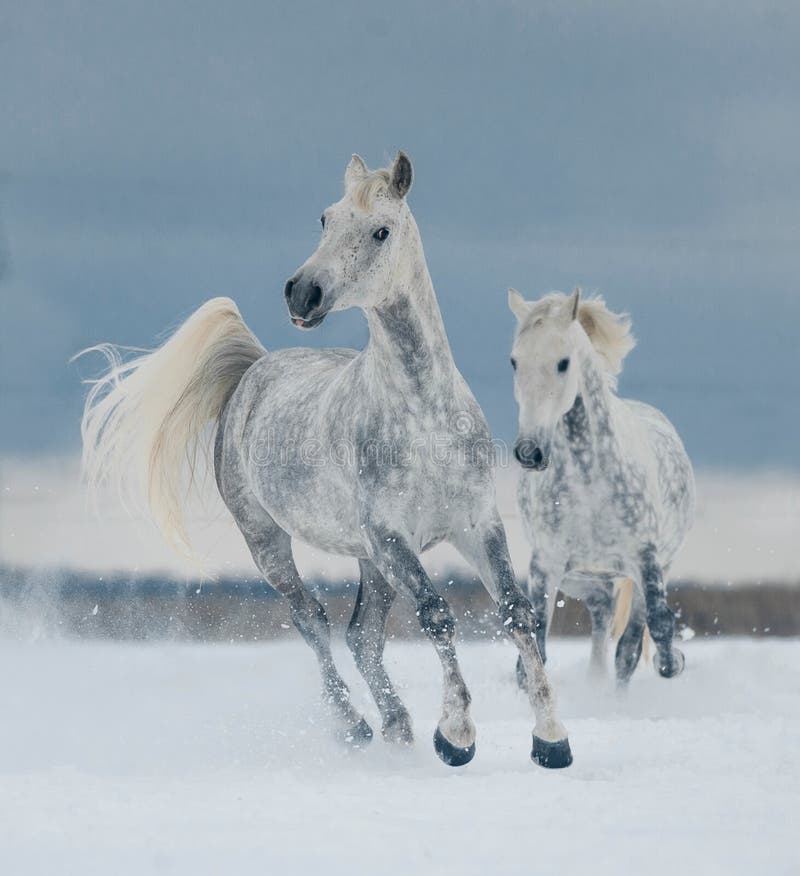 Schimmel Pferd Im Schnee