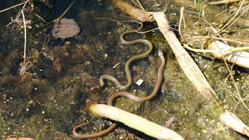 Zwei Schlangen krabbeln im Fluss zwischen den Algen