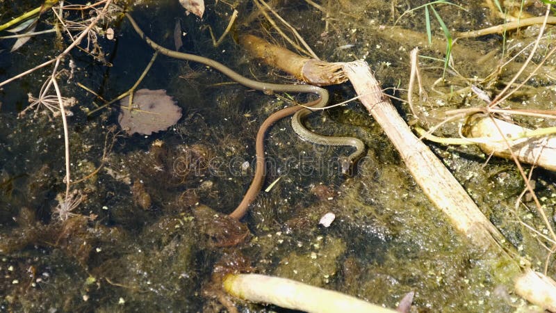 Zwei Schlangen krabbeln im Fluss zwischen den Algen