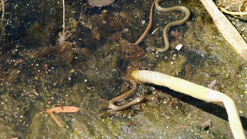 Zwei Schlangen krabbeln im Fluss zwischen den Algen