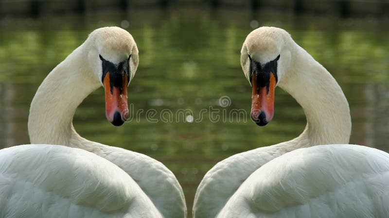 Zwei Schwäne stockbild. Bild von tiere, wasser, teich, schwäne 138861