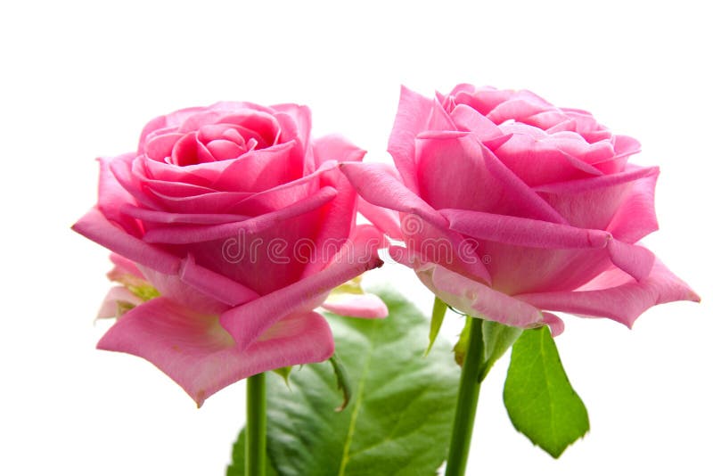 Zwei schöne rosafarbene Rosen