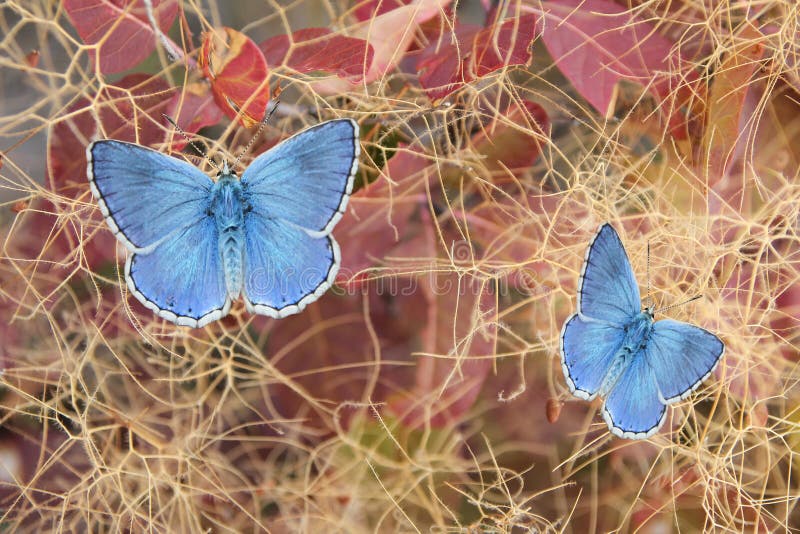 Two beautiful butterflies, polyommatus eros on fustet shrub in autumnal colors. Two beautiful butterflies, polyommatus eros on fustet shrub in autumnal colors.