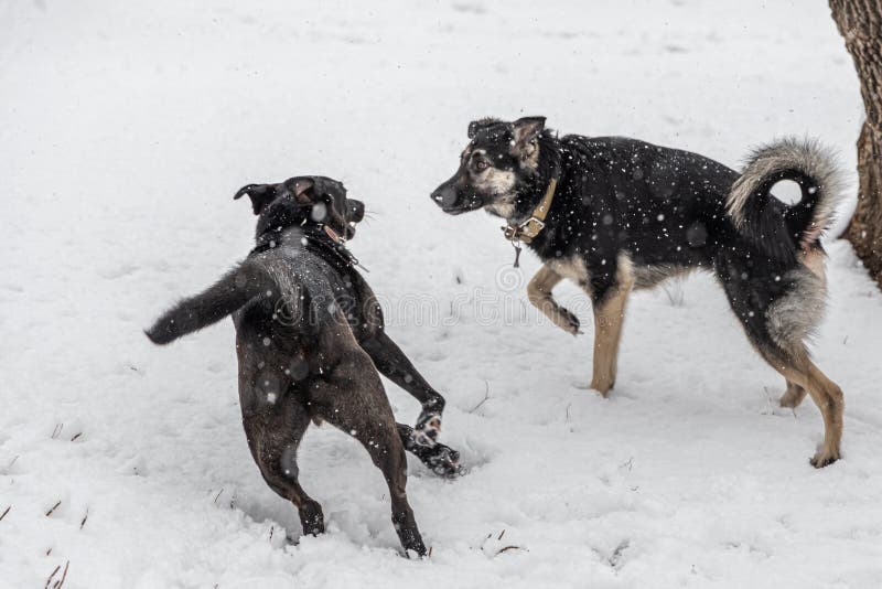 Zwei schöne schwarze und braune große Hunde in den braunen Leder Kragen spielen im Schnee im Winter