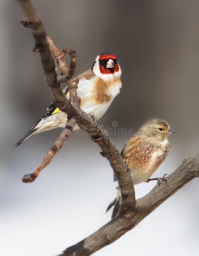 Schöne Vögel Paaren Sich Im Frühling Auf Einem Blühenden Zweig
