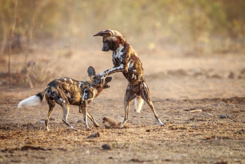 Afrikanische Wilde Hunde, Die In Richtung Zur Kamera Gehen Stockfoto