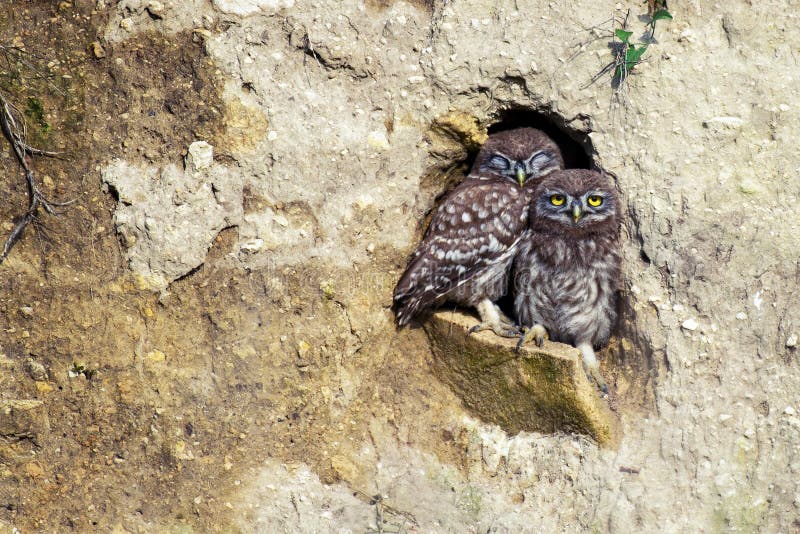 Zwei Steinkäuze Athene Noctua, der aus dem Loch in seiner Karriere heraus späht stockbilder Zwei Steinkäuze Athene Noctua, der aus dem Loch in seiner Karriere heraus späht stockbilder