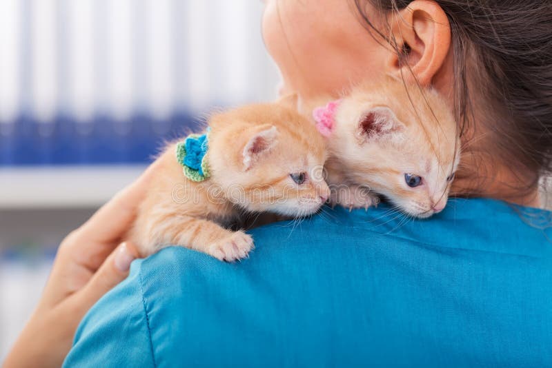 Zwei süße Ingwerkätzchen auf der veterinärmedizinischen Schulter lizenzfreie stockfotos