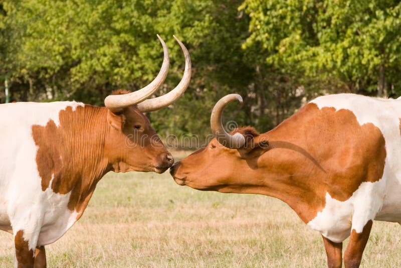 Two Texas longhorns sniffing/greeting each other. Two Texas longhorns sniffing/greeting each other.