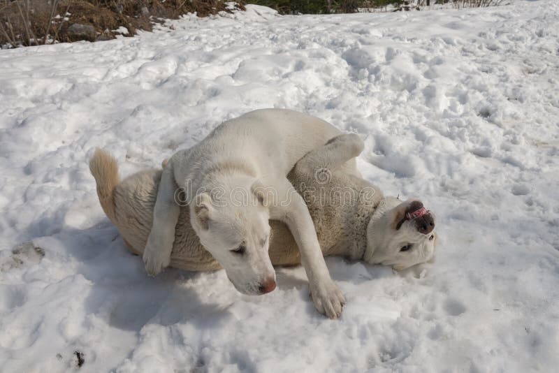 Zwei weiße Welpen 7 Monate alte spielen im Schnee stockbilder Zwei weiße Welpen 7 Monate alte spielen im Schnee stockbilder