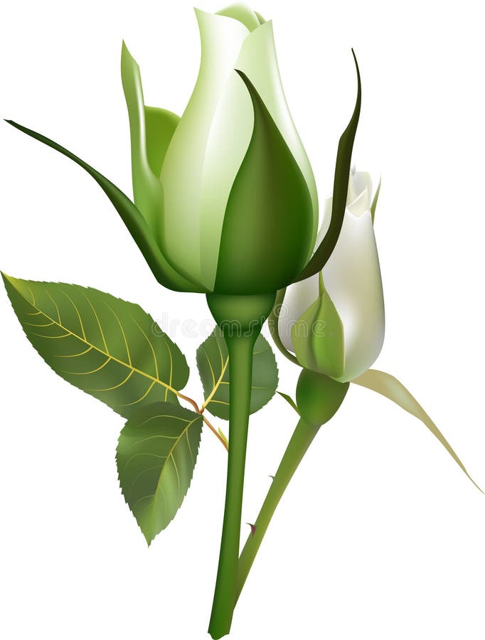Zwei zarte weiße Rosen blühen und zeigen ihre Eleganz und Zerbrechlichkeit vor einem reinen weißen Hintergrund lizenzfreie abbildung