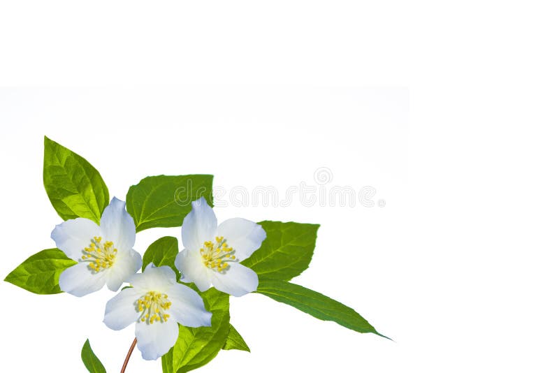 Weisse Jasmin Blume Stock Abbildung Illustration Von Geschenk 67041714