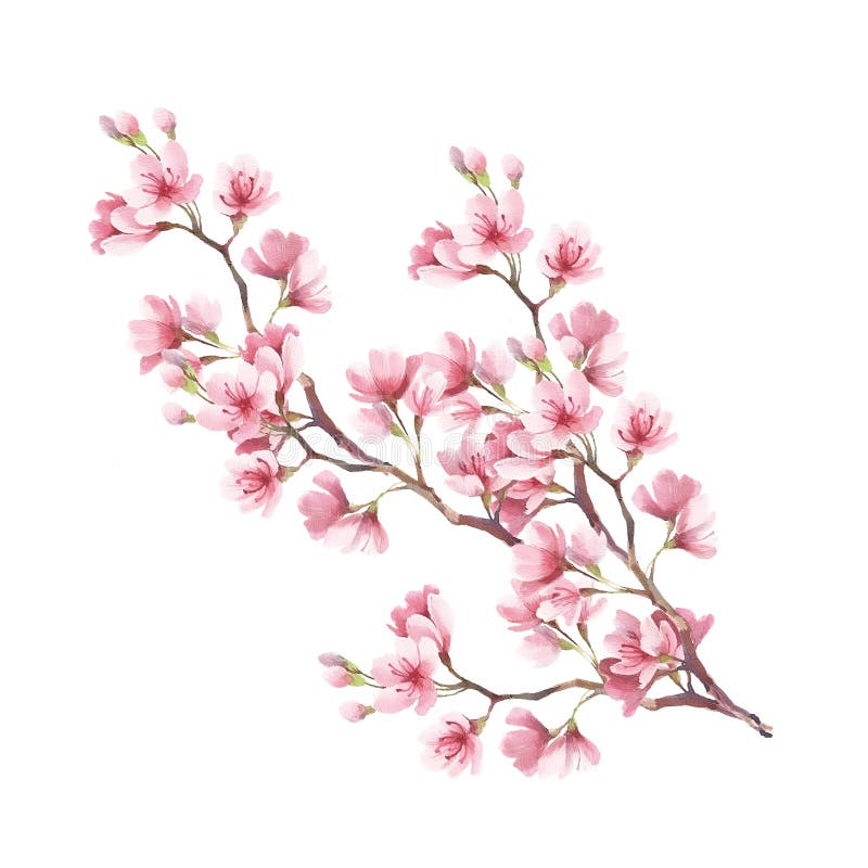 Zweig der Kirschblüten Aquarellillustration des Handabgehobenen betrages