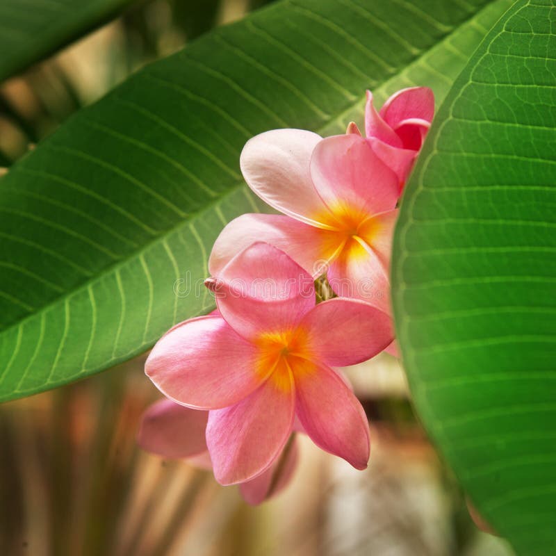 Zweig der tropischen Blumen stockfotografie Zweig der tropischen Blumen stockfotografie