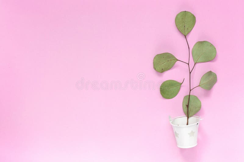 Zweig mit Blättern in einem weißen Eimer auf einem einfachen rosa Hintergrund mit einem Bereich für Text copyspace, topview, Mode lizenzfreies stockfoto Zweig mit Blättern in einem weißen Eimer auf einem einfachen rosa Hintergrund mit einem Bereich für Text copyspace, topview, Mode lizenzfreies stockfoto