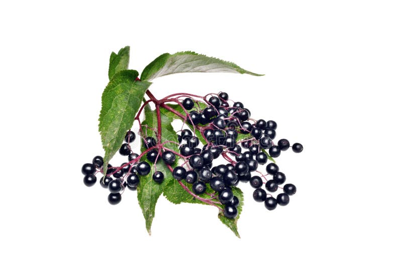 Twig with elderberry and a leaf lying on a white background. Twig with elderberry and a leaf lying on a white background