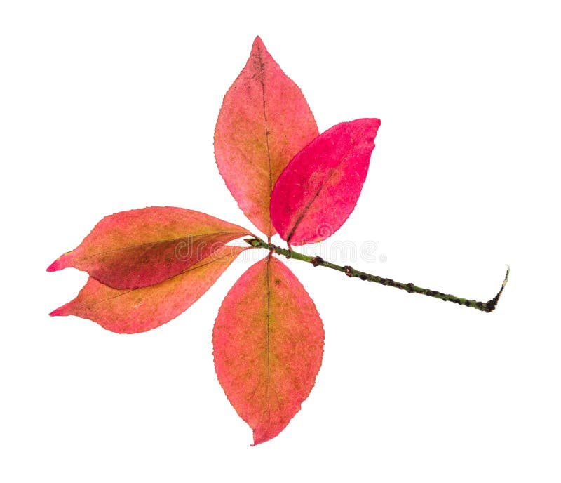 Zweig mit rosafarbenen Blättern des Euonymus-Strauchs im Herbst lizenzfreies stockbild Zweig mit rosafarbenen Blättern des Euonymus-Strauchs im Herbst lizenzfreies stockbild
