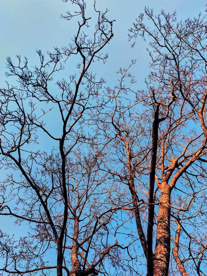 Zweige von Bäumen ohne Blätter im Frühjahr gegen den blauen Himmel lizenzfreie stockbilder Zweige von Bäumen ohne Blätter im Frühjahr gegen den blauen Himmel lizenzfreie stockbilder
