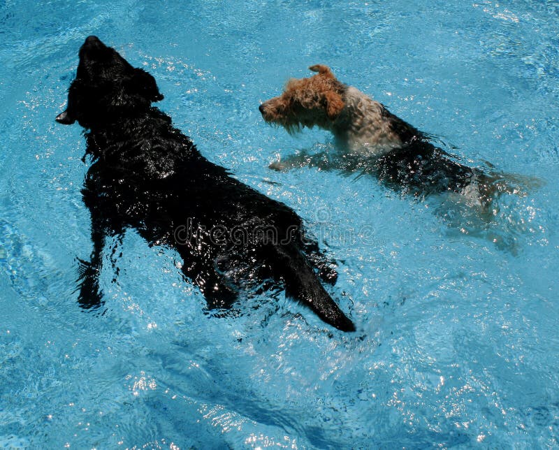 Zwemmende honden stock fotografie Zwemmende honden stock fotografie