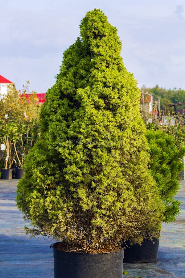 Picea glauca Conica dwarf decorative coniferous evergreen tree. White spruce green tree in pot. Also known as Canadian spruce, skunk spruce, cat spruce, Black Hills spruce, western white spruce, Alberta white spruce, and Porsild spruce. Picea glauca Conica dwarf decorative coniferous evergreen tree. White spruce green tree in pot. Also known as Canadian spruce, skunk spruce, cat spruce, Black Hills spruce, western white spruce, Alberta white spruce, and Porsild spruce