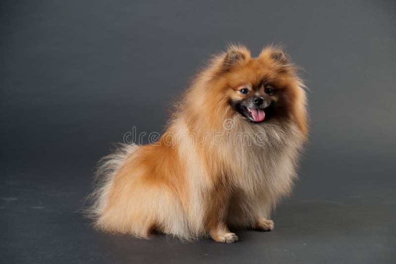 Zwergartiger Spitz in einem Studio stockfoto Zwergartiger Spitz in einem Studio stockfoto