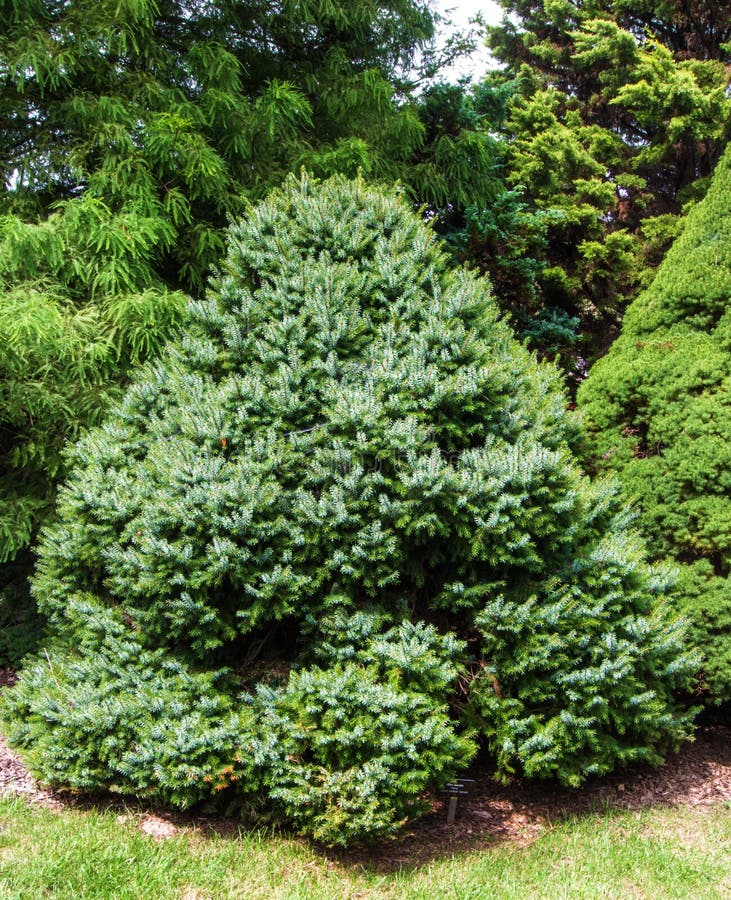 Zwergartiges serbisches geziertes †„Picea omorika stockbild Zwergartiges serbisches geziertes †„Picea omorika stockbild