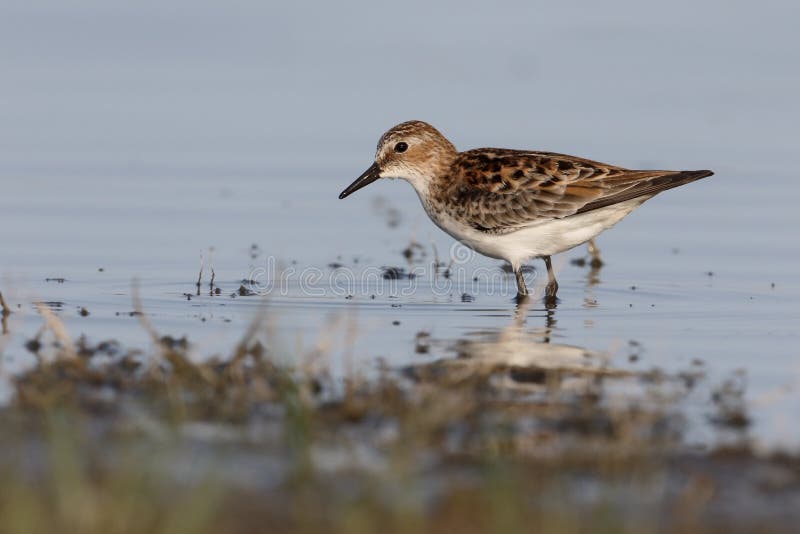 Zwergstrandläufer, Calidris minuta lizenzfreie stockfotografie Zwergstrandläufer, Calidris minuta lizenzfreie stockfotografie