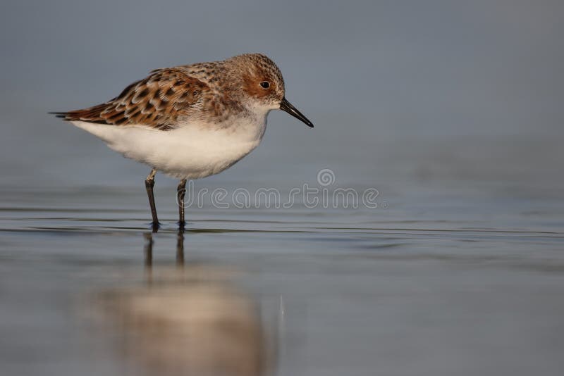 Zwergstrandläufer, Calidris minuta stockbild Zwergstrandläufer, Calidris minuta stockbild