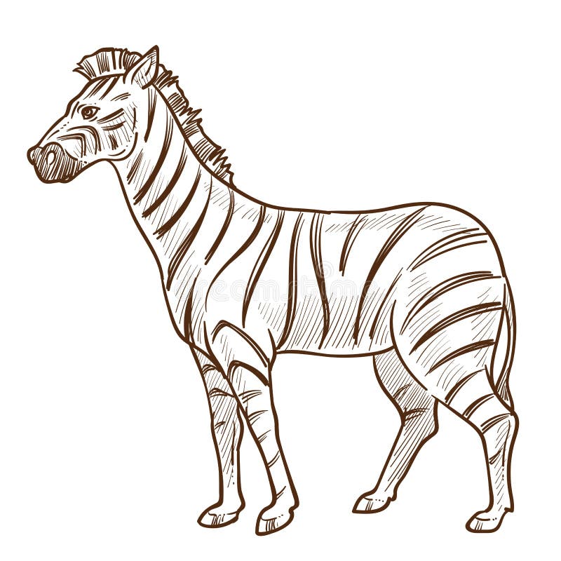 Zwierzę afrykańskie, zebra wyizolowany szkic, skóra paskowa royalty ilustracja