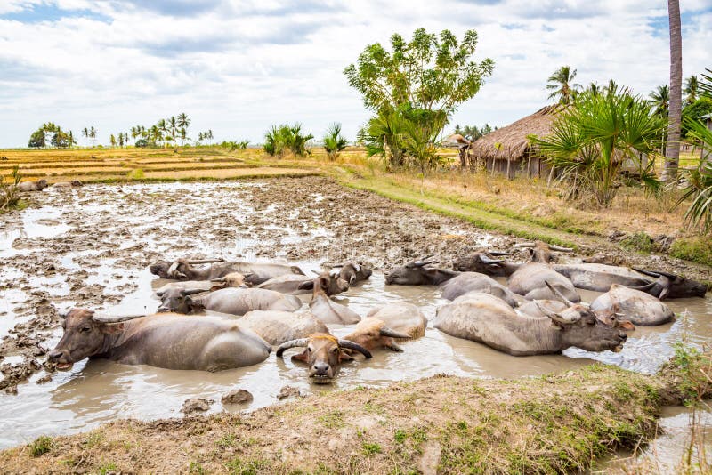 Animal stock in Southeast Asia. Herd of cattle, zebu, buffaloes or cows in a field swims in a dirt, mud, hight water. Village in rural East Timor - Timor-Leste, near Baucau, Vemasse, Caicua. Animal stock in Southeast Asia. Herd of cattle, zebu, buffaloes or cows in a field swims in a dirt, mud, hight water. Village in rural East Timor - Timor-Leste, near Baucau, Vemasse, Caicua