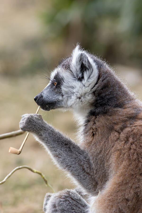 Zwierzęca inteligencja Śmieszny wizerunek inteligentny lemura contemp obrazy royalty free Zwierzęca inteligencja Śmieszny wizerunek inteligentny lemura contemp obrazy royalty free