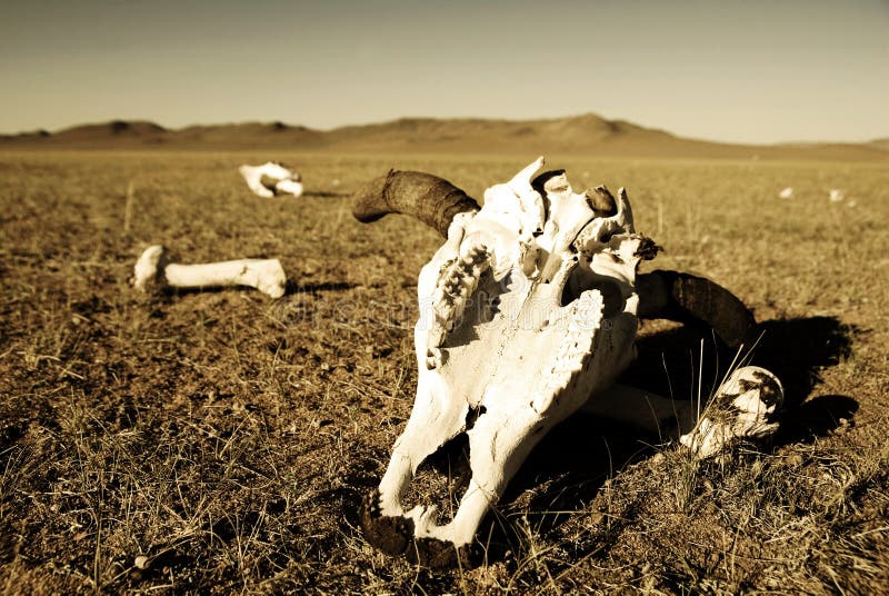 Zwierzęce kości Konserwujący pole pustyni pojęcie