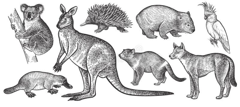 Zwierzęta Australia set