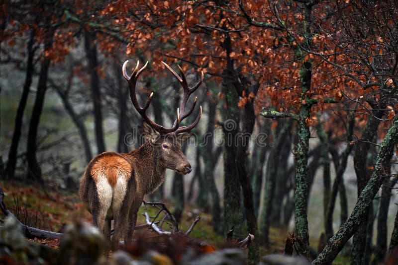 Zwierzęta. jeleniowate cervus elaphus duże zwierzę w siedlisku lasu przyrodniczego. jelenie w dębowym studenu górskim zdjęcie stock