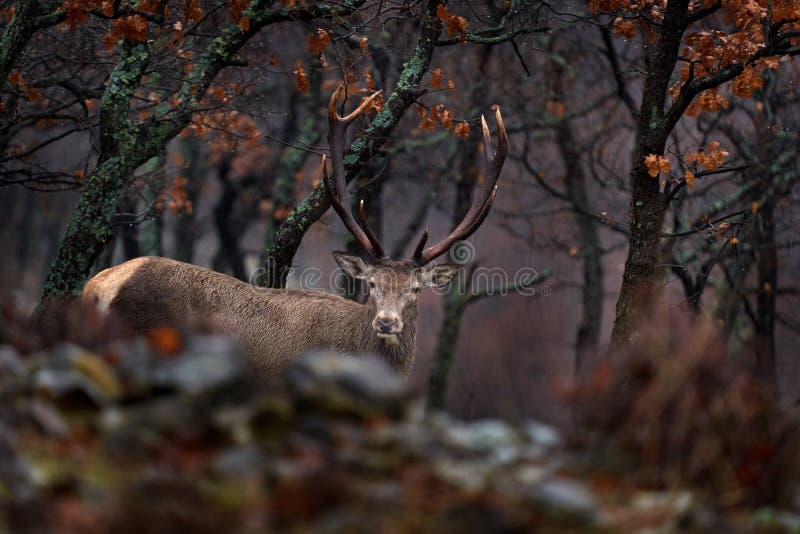 Zwierzęta. jeleniowate cervus elaphus duże zwierzę w siedlisku lasu przyrodniczego. jelenie w dębowym studenu górskim zdjęcie royalty free