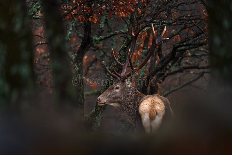 Zwierzęta. jeleniowate cervus elaphus duże zwierzę w siedlisku lasu przyrodniczego. jelenie w dębowym studenu górskim zdjęcie stock