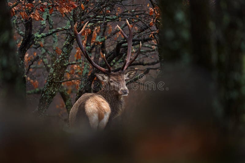 Zwierzęta. jeleniowate cervus elaphus duże zwierzę w siedlisku lasu przyrodniczego. jelenie w dębowym studenu górskim zdjęcia stock
